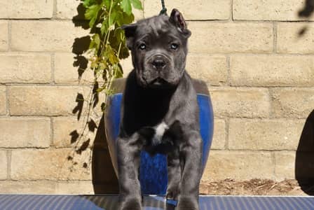Premium Cane Corso Puppies Available For Sale