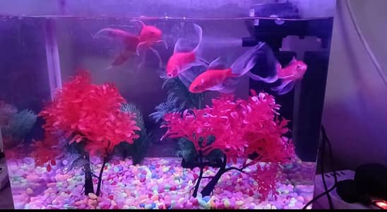 Red Goldfish – 11 Months Old | Healthy & Active
