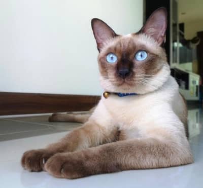 High Quality studd Male , strong bone structure , pure blue eyes