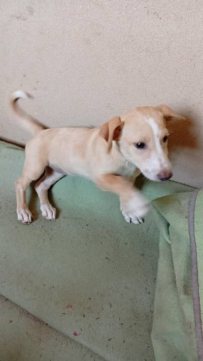 Female puppy for sell