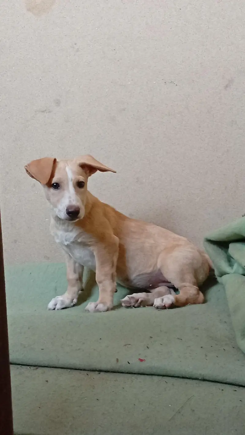 Female puppy for sell — photo 2
