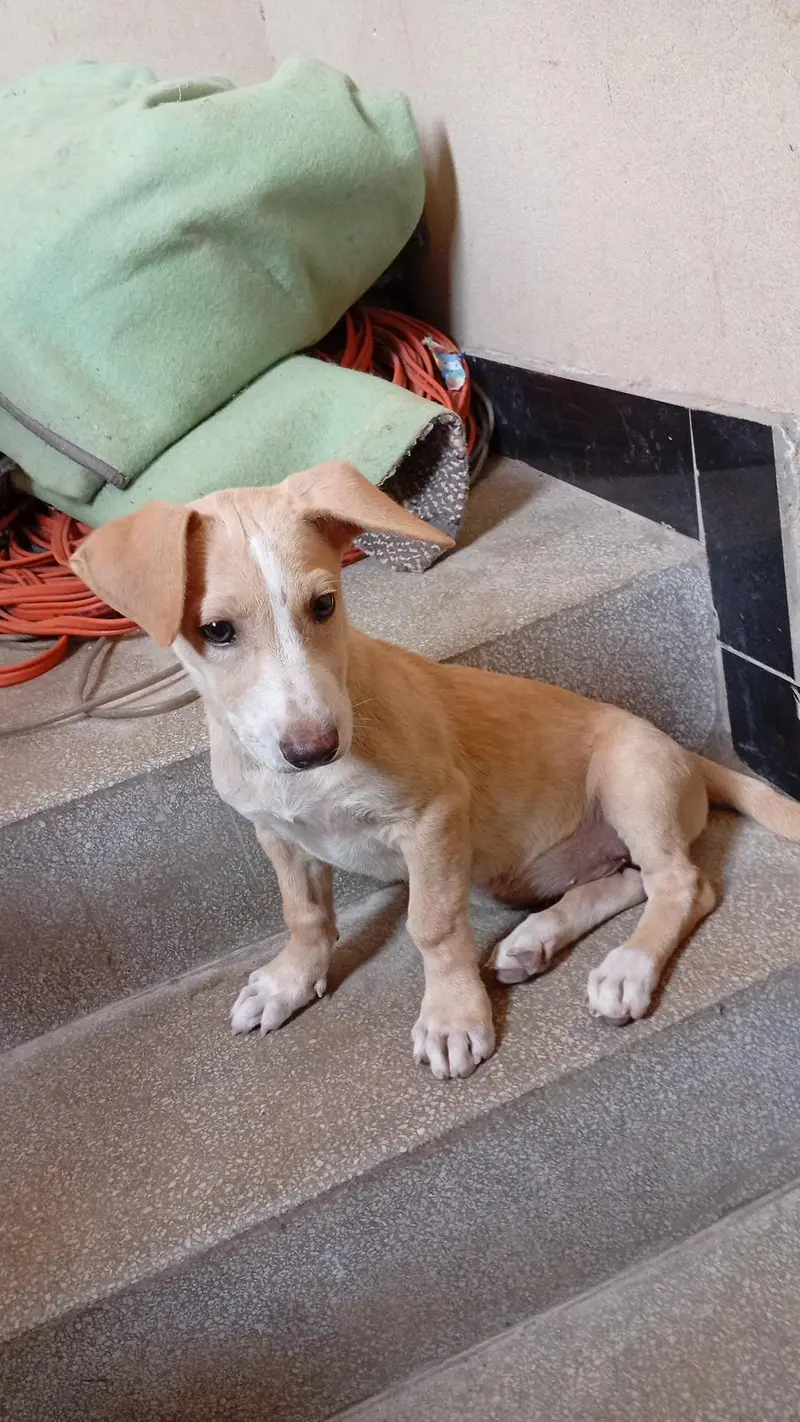 Female puppy for sell — photo 3