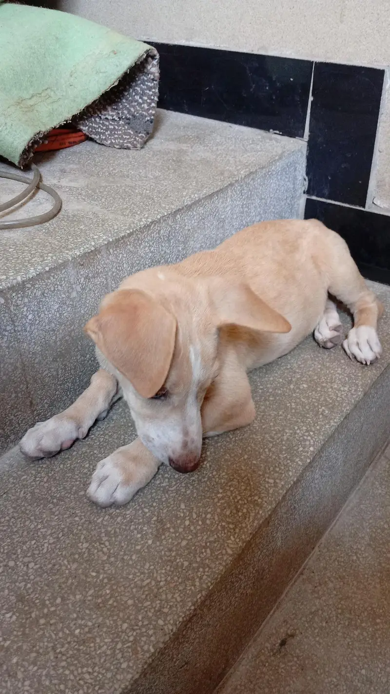 Female puppy for sell — photo 4