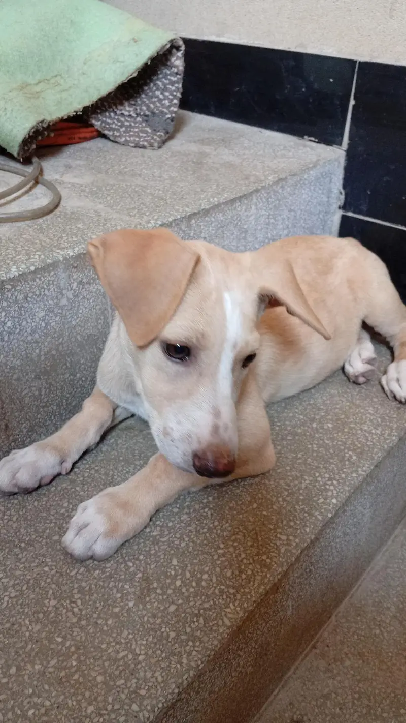 Female puppy for sell — photo 5