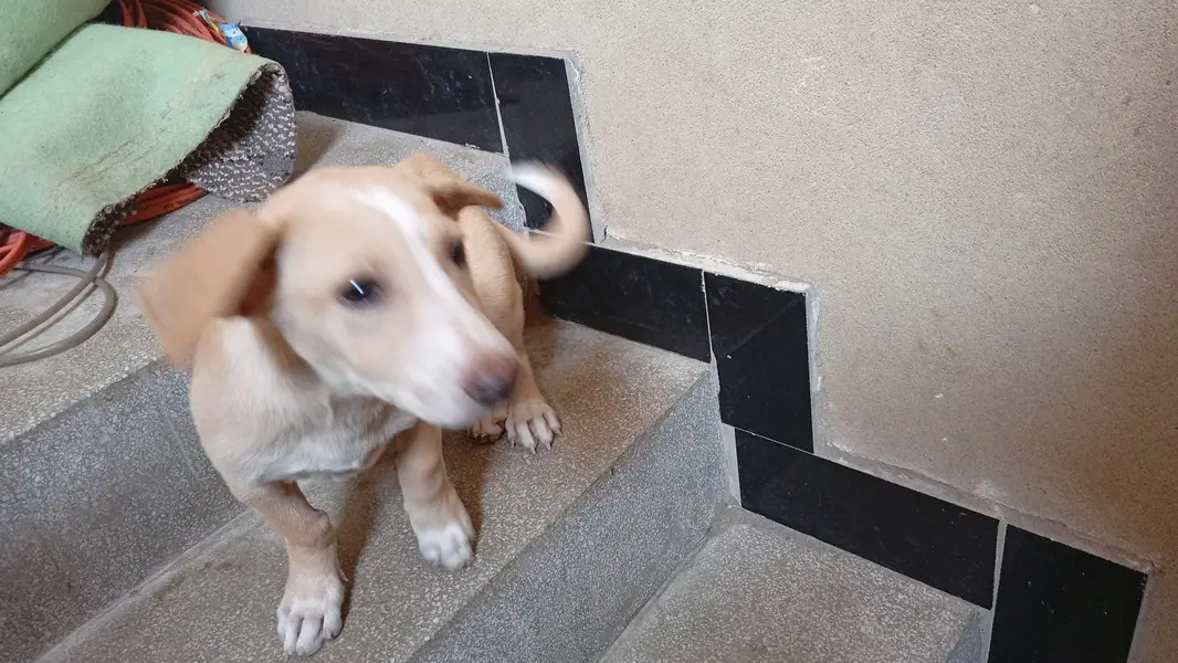 Female puppy for sell — photo 6