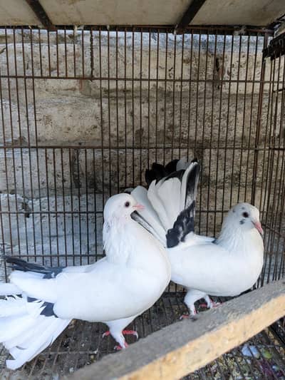 Lucky Kabutar For Sale