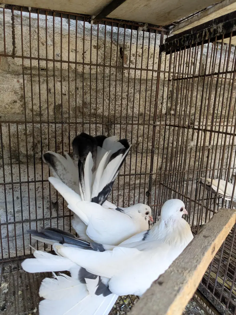 Lucky Kabutar For Sale — photo 2