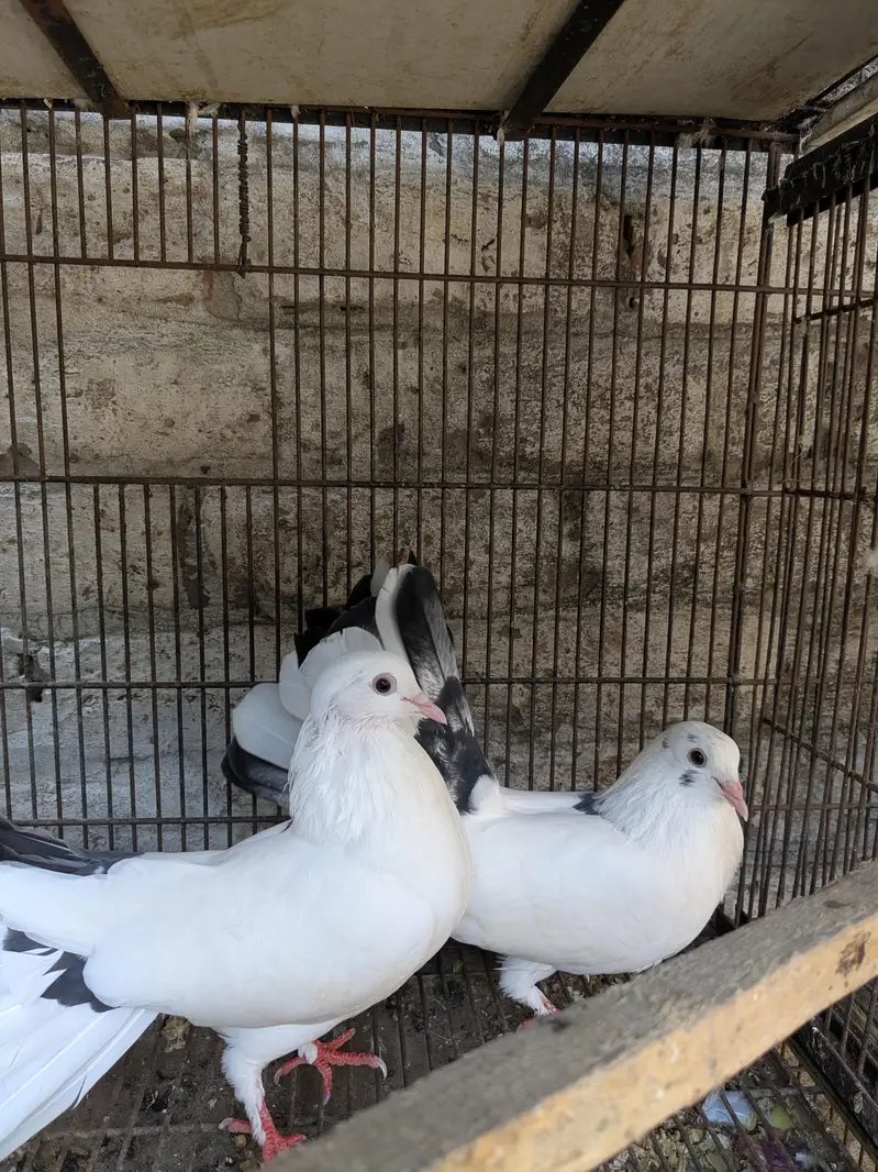 Lucky Kabutar For Sale — photo 3