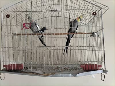 gray cocktail