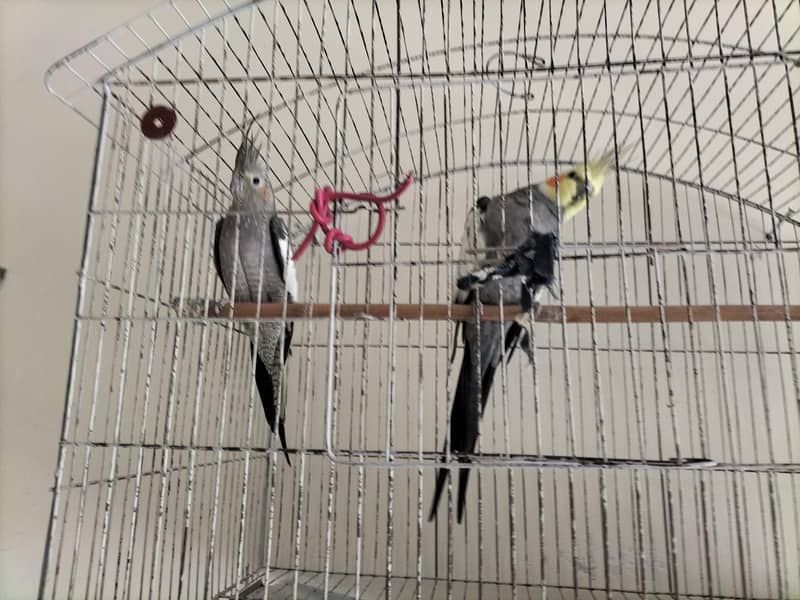 gray cocktail 1