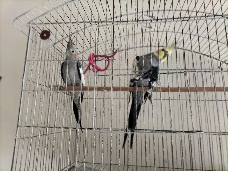 gray cocktail — photo 2