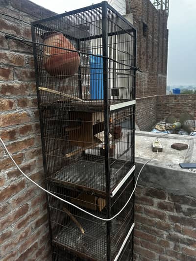 Birds cage