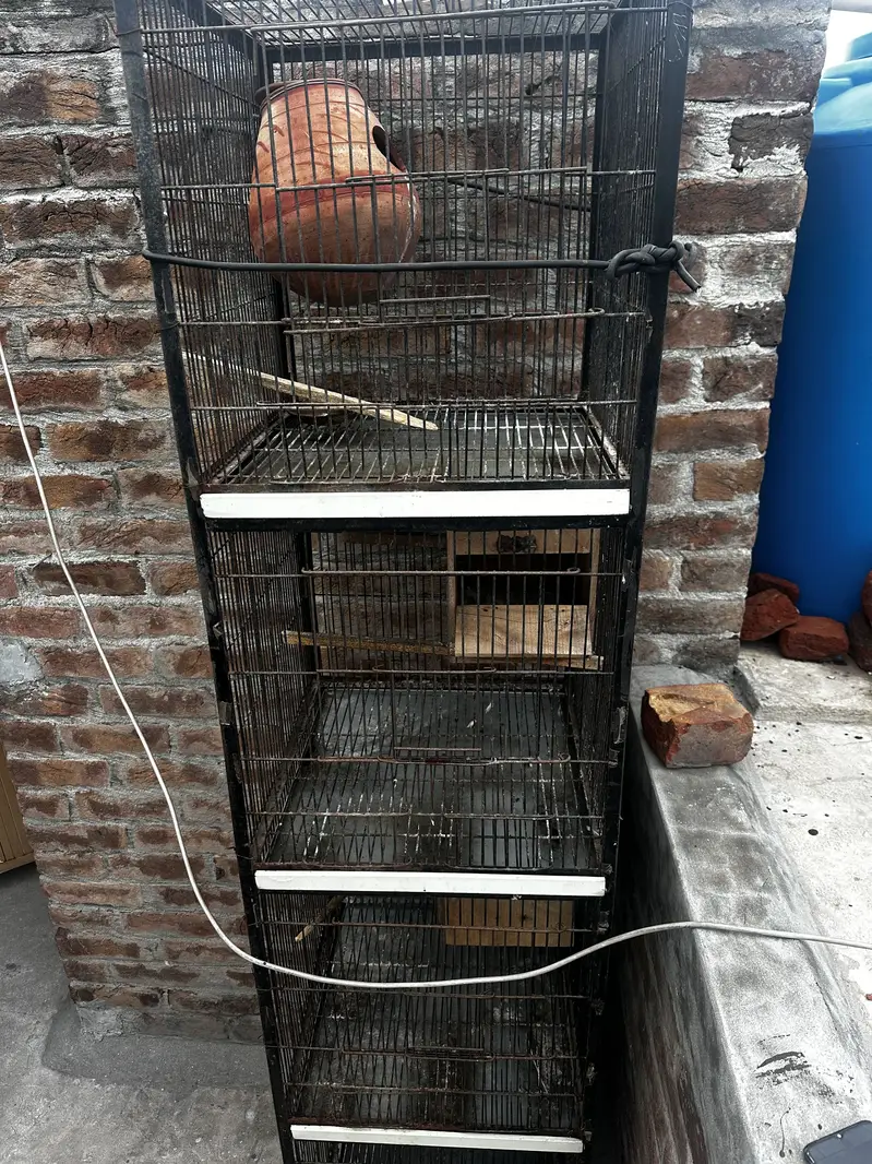 Birds cage — photo 2