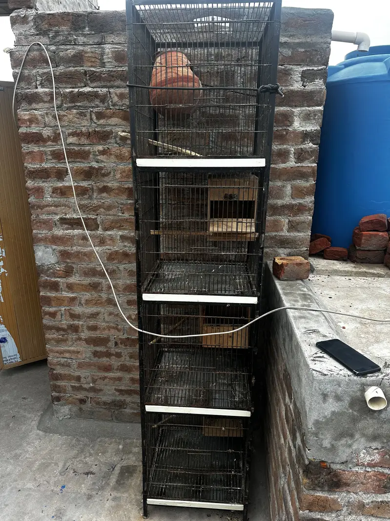 Birds cage — photo 3