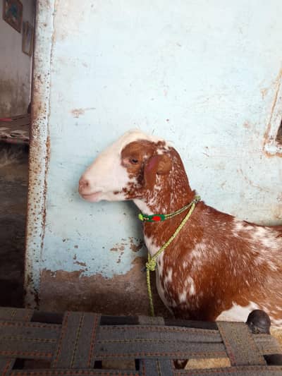 Urgent Sale 4 Dant Health Bakra - Good Weight