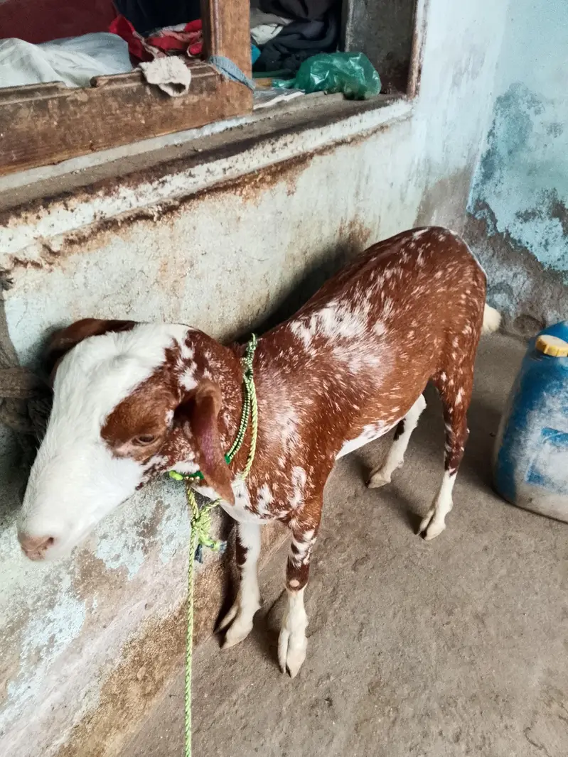Urgent Sale 4 Dant Health Bakra - Good Weight — photo 2