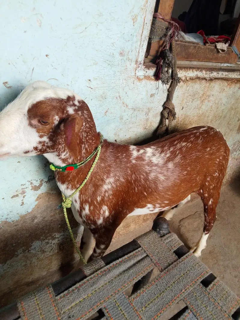 Urgent Sale 4 Dant Health Bakra - Good Weight — photo 3