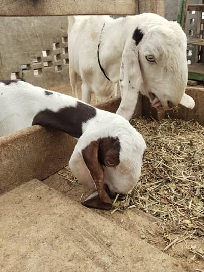 Rajan puri Bakri sath ablack path