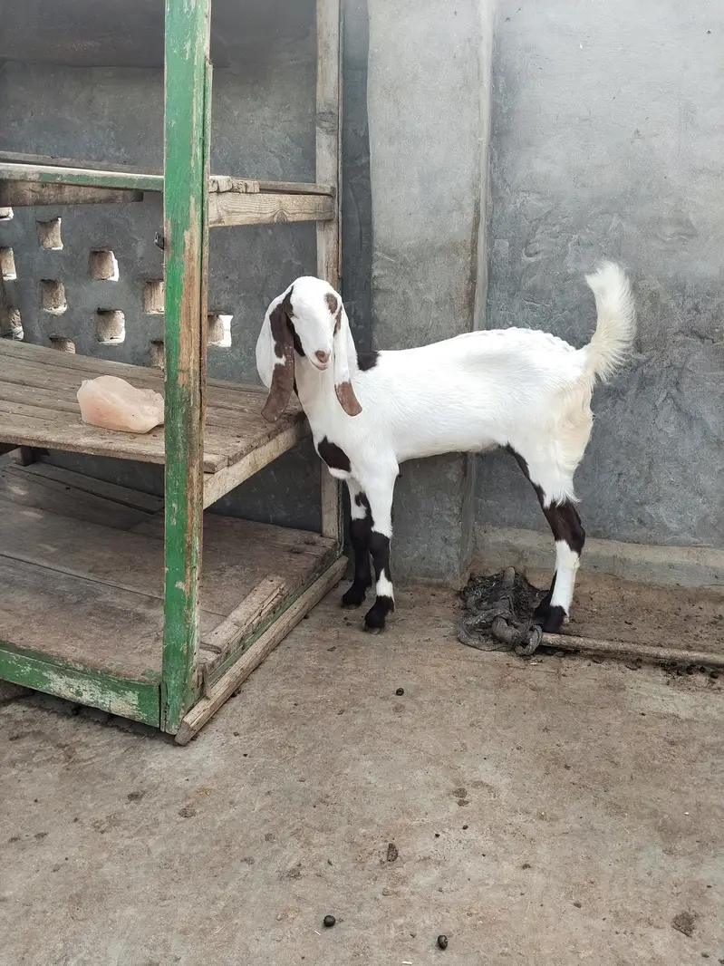 Rajan puri Bakri sath ablack path — photo 2