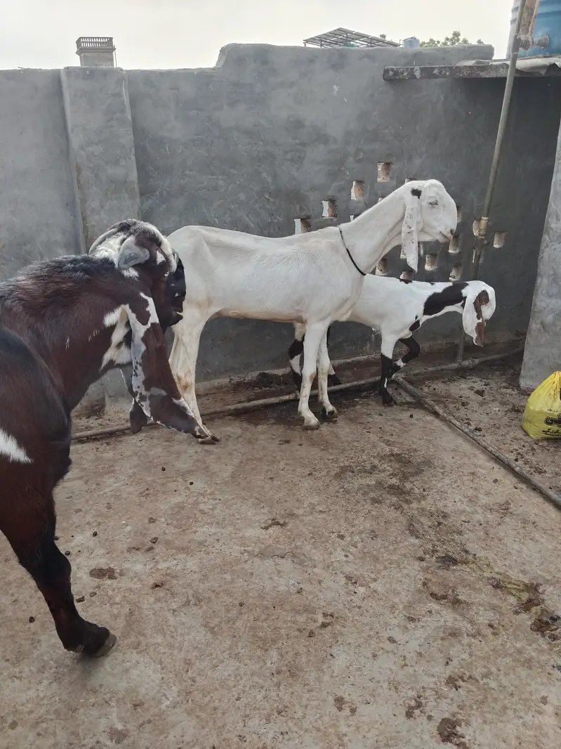 Rajan puri Bakri sath ablack path — photo 3
