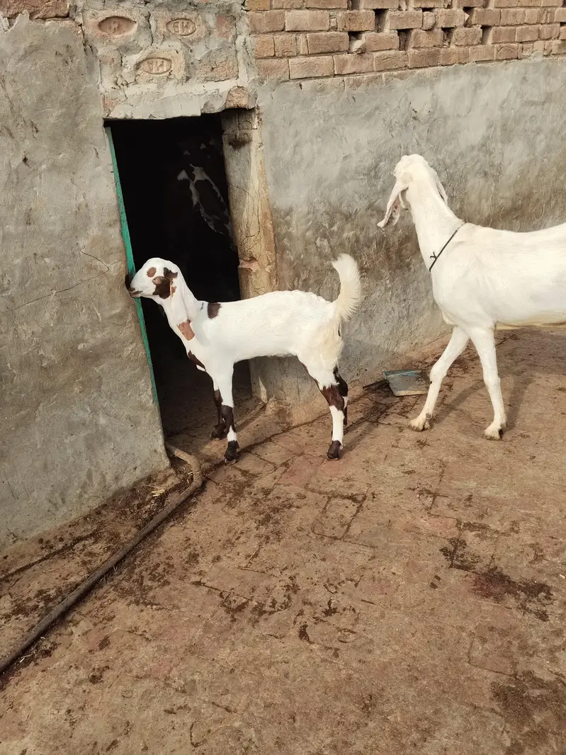 Rajan puri Bakri sath ablack path — photo 4