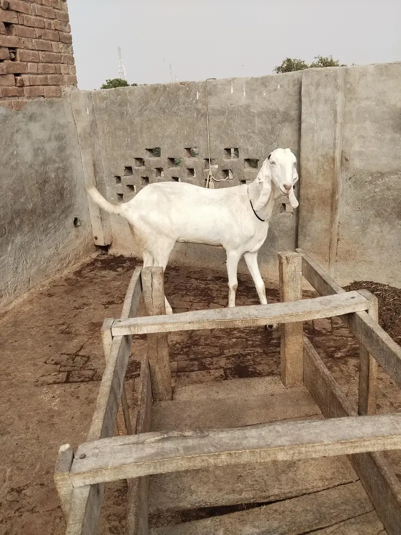 Rajan puri Bakri sath ablack path — photo 5