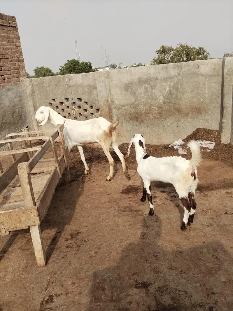 Rajan puri Bakri sath ablack path — photo 6