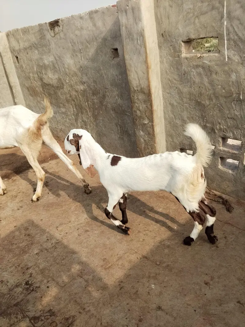 Rajan puri Bakri sath ablack path — photo 7