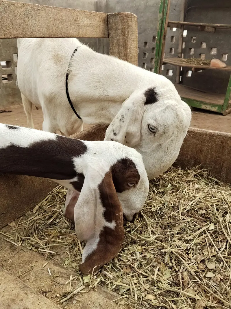 Rajan puri Bakri sath ablack path — photo 8