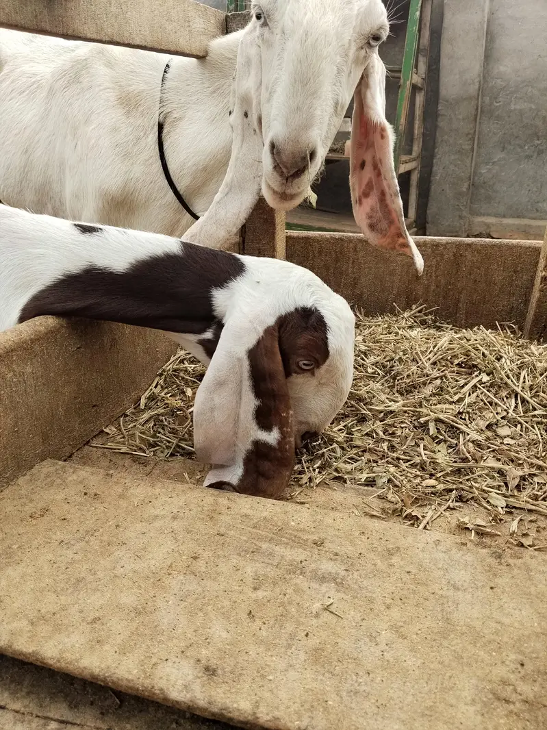 Rajan puri Bakri sath ablack path — photo 9