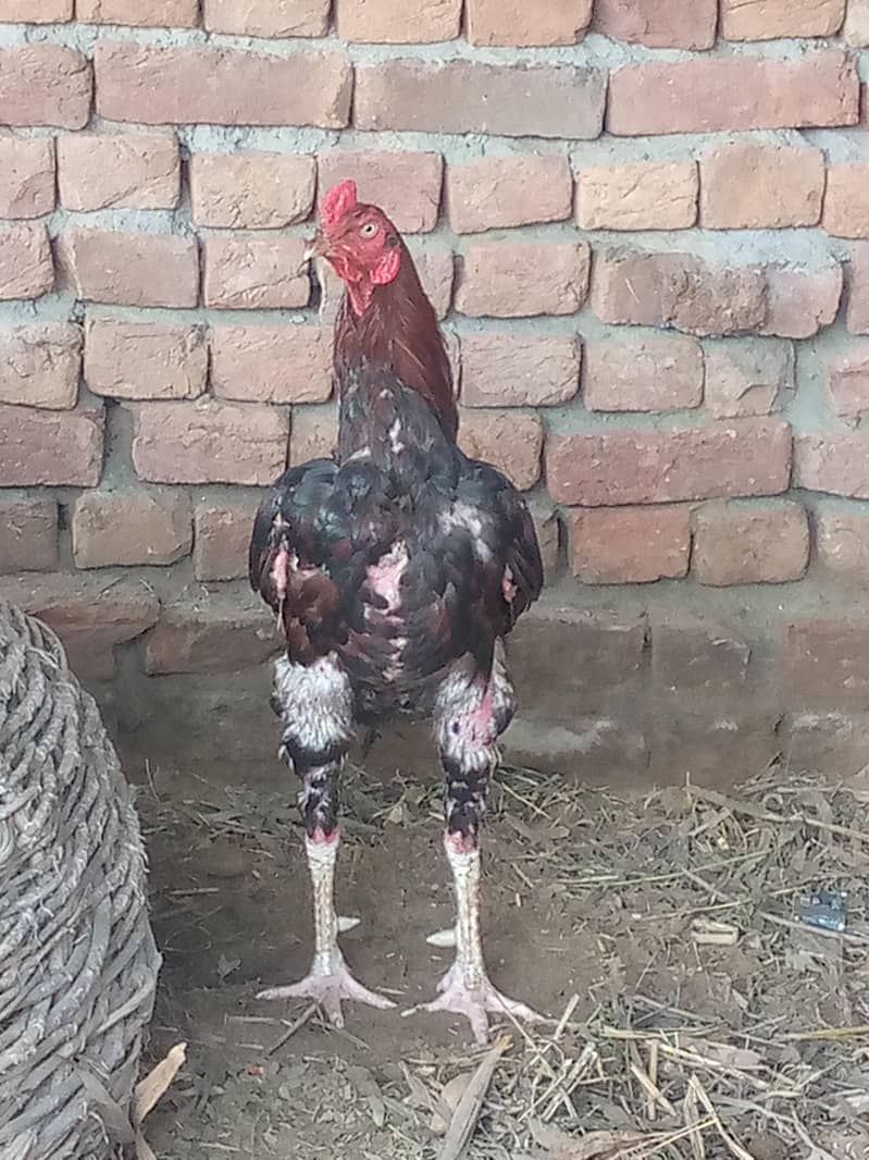 اصیل مرغے بہترین کوالٹی 0