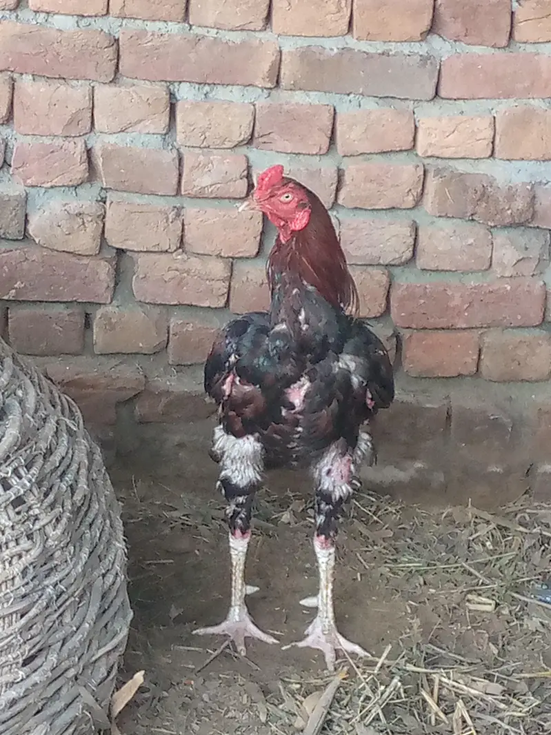 اصیل مرغے بہترین کوالٹی — photo 2