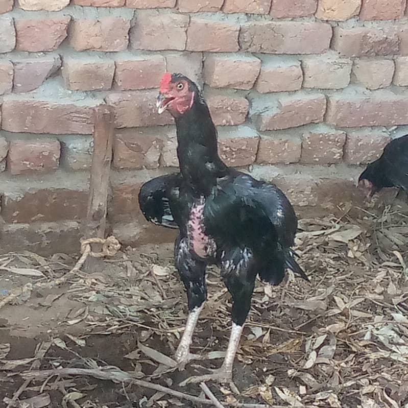 اصیل مرغے بہترین کوالٹی 2