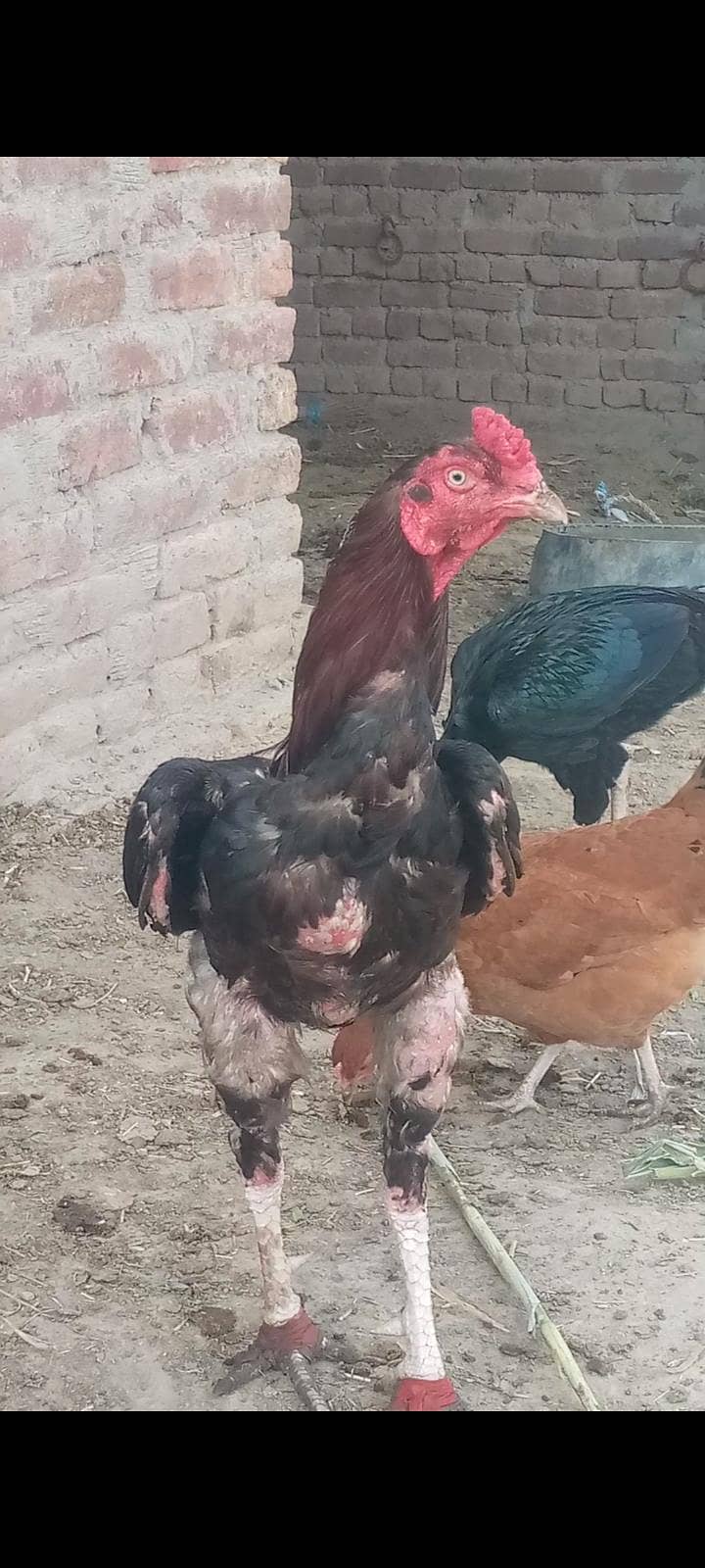 اصیل مرغے بہترین کوالٹی 4