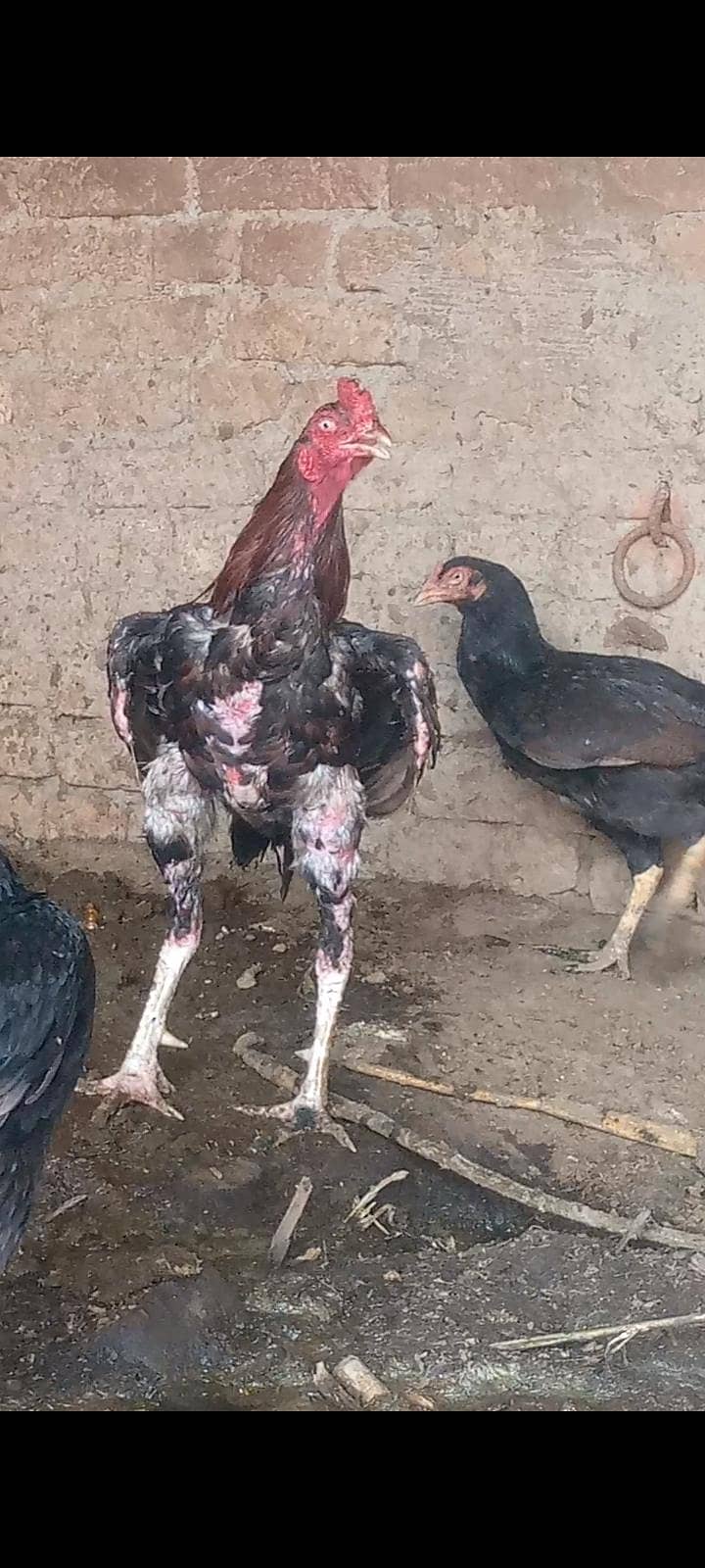 اصیل مرغے بہترین کوالٹی 5