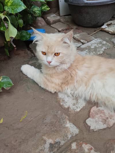 Persian cat for sale