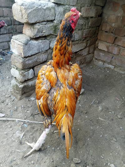 Peela Bird