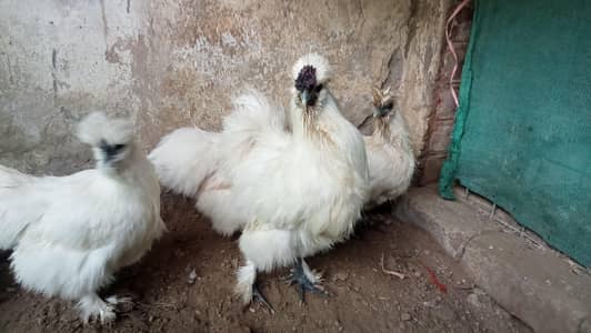 full silky white
