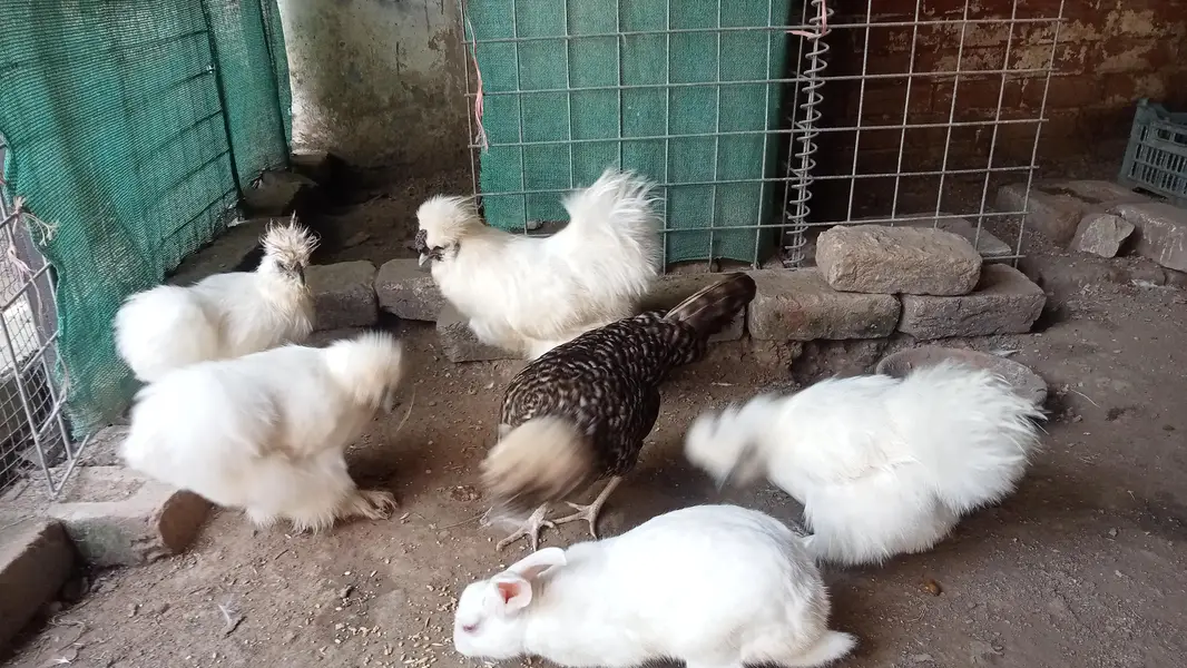 full silky white — photo 8