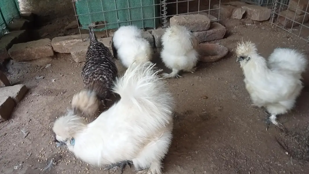 full silky white — photo 10