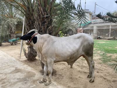 Cow for sale