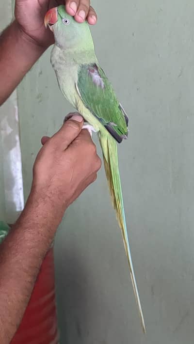 paltto male