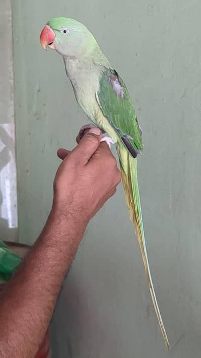paltto female