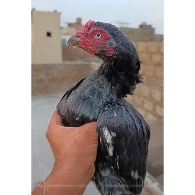 Female Available