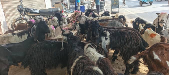 goats or bakre