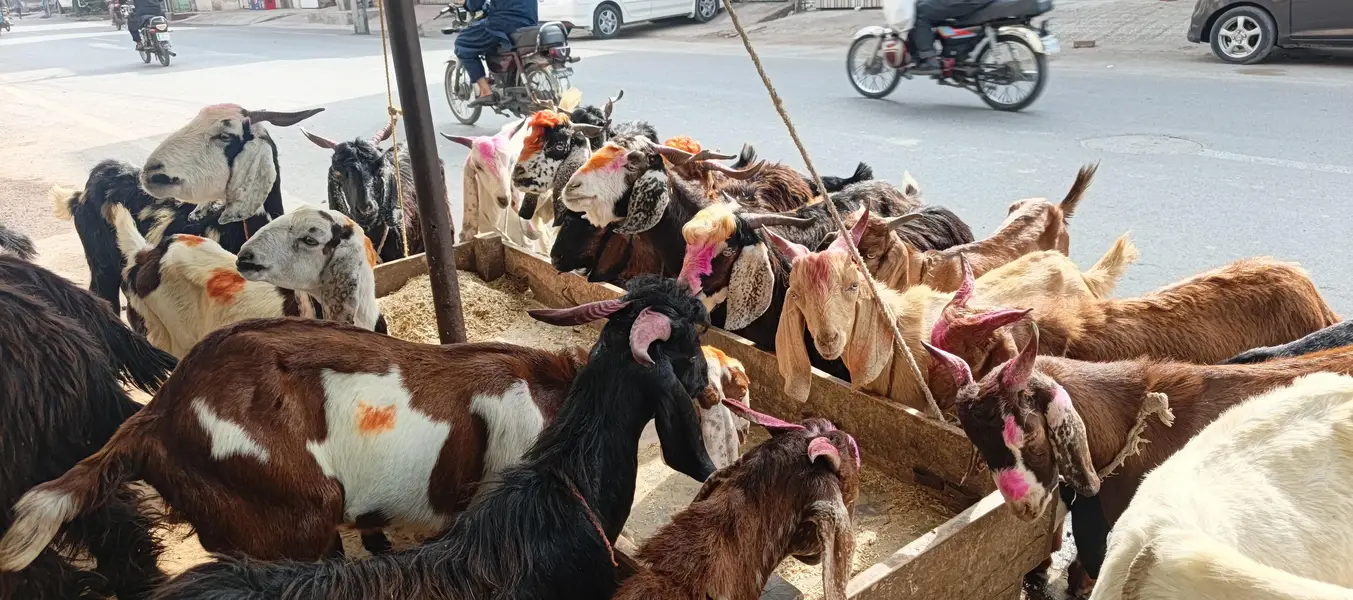 goats or bakre — photo 2