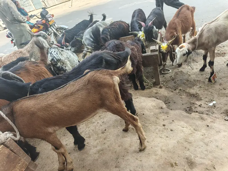 goats or bakre — photo 4