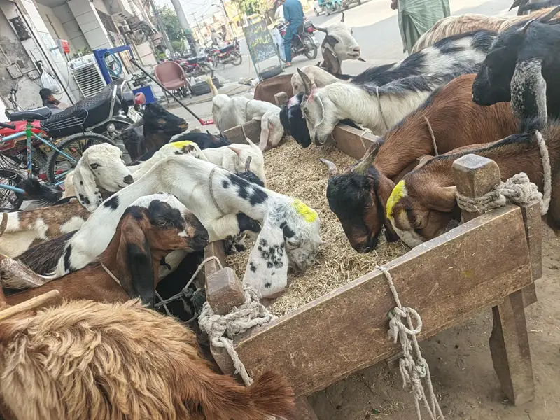 goats or bakre — photo 5