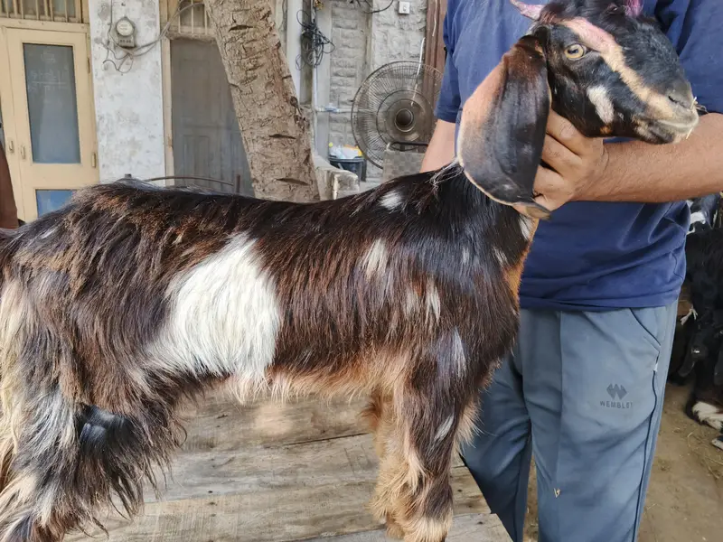 goats or bakre — photo 6