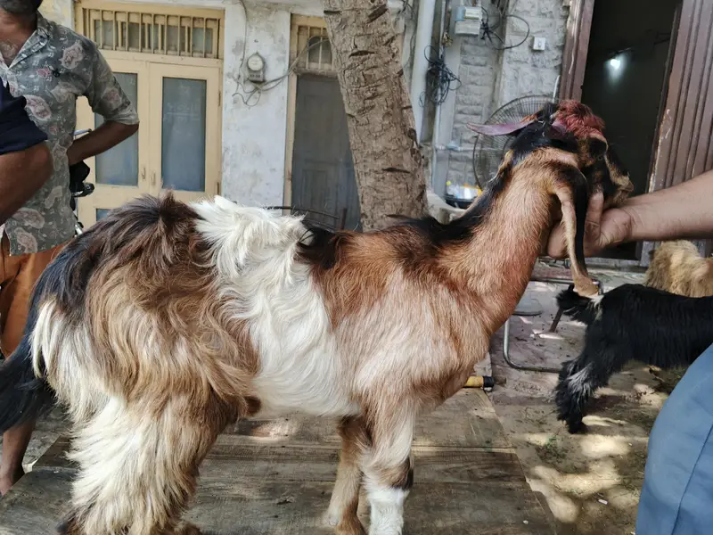 goats or bakre — photo 7